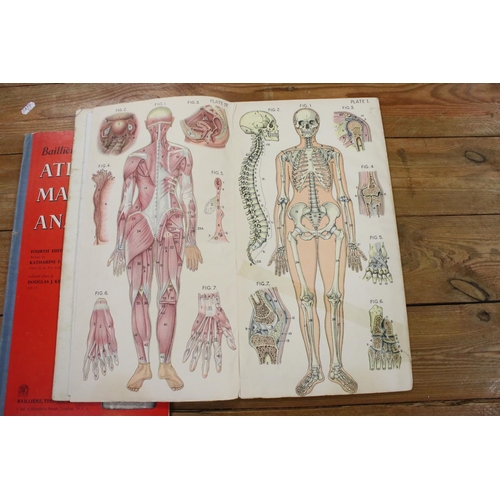 335A - A Bailliere's Atlas of the Male Anatomy together with the Atlas of the Female body.