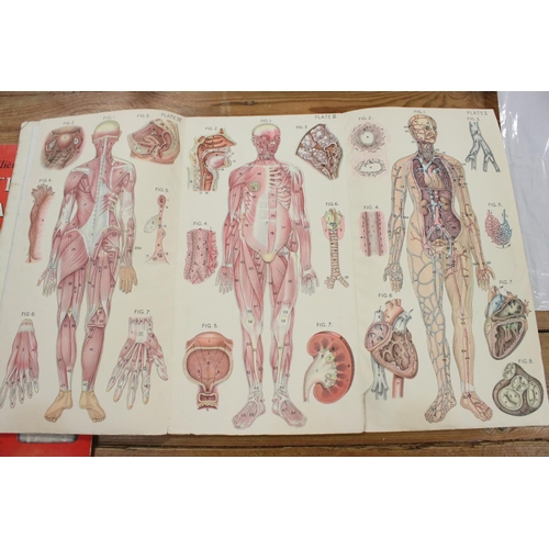 335A - A Bailliere's Atlas of the Male Anatomy together with the Atlas of the Female body.