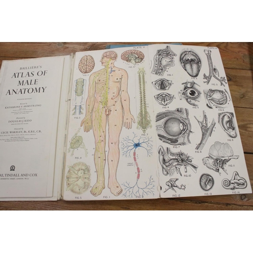 335A - A Bailliere's Atlas of the Male Anatomy together with the Atlas of the Female body.