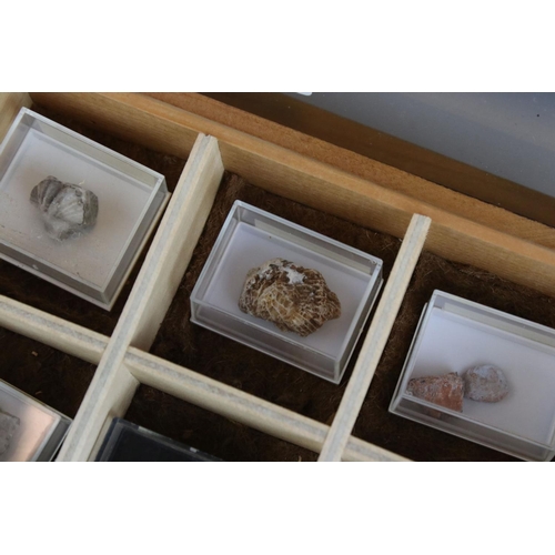 68 - A collection of fossils to include Ammonite and Brachiopod contained within a glass topped collector... 