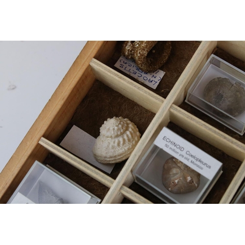 68 - A collection of fossils to include Ammonite and Brachiopod contained within a glass topped collector... 