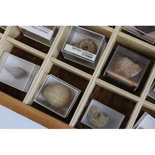 68 - A collection of fossils to include Ammonite and Brachiopod contained within a glass topped collector... 