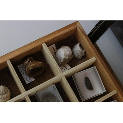 68 - A collection of fossils to include Ammonite and Brachiopod contained within a glass topped collector... 