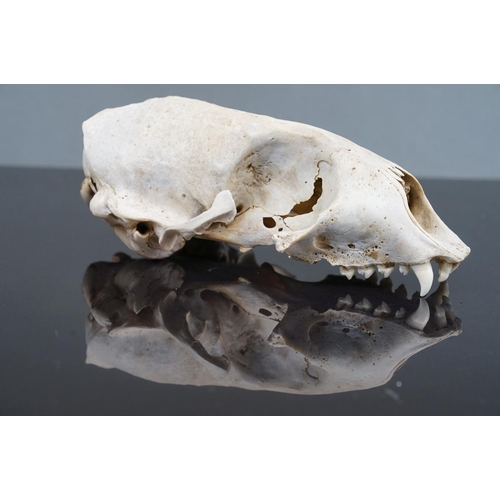 351 - A vintage skull of a seal.