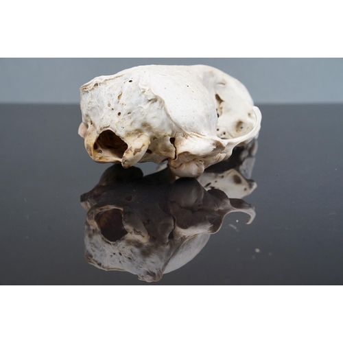 351 - A vintage skull of a seal.