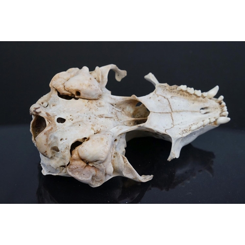 351 - A vintage skull of a seal.