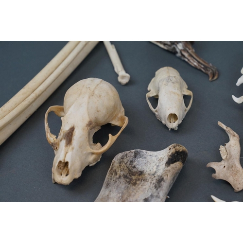 354 - A collection of North American history finds including a Black Petrol bird skull, Snowy owl pellet c... 