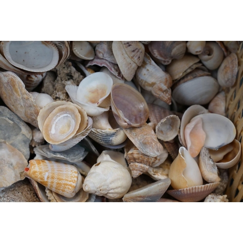 372 - A quantity of shells in a wicker basket.