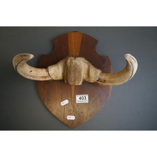 403 - A pair of African Warthog tusks mounted on a wooden shield