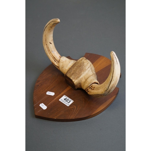 403 - A pair of African Warthog tusks mounted on a wooden shield