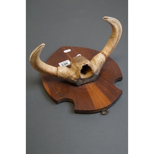 403 - A pair of African Warthog tusks mounted on a wooden shield