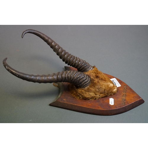 406 - A pair of antique Springbok Antelope antlers mounted on a wooden shield