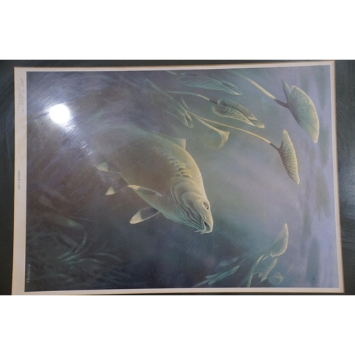 424 - M Groves, angling interest,  a set of 9 framed and glazed fish prints to include Salmon, Bass, Brown... 