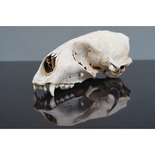 351 - A vintage skull of a seal.