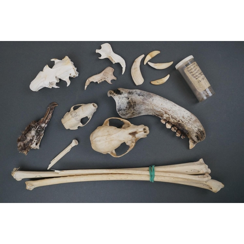 354 - A collection of North American history finds including a Black Petrol bird skull, Snowy owl pellet c... 