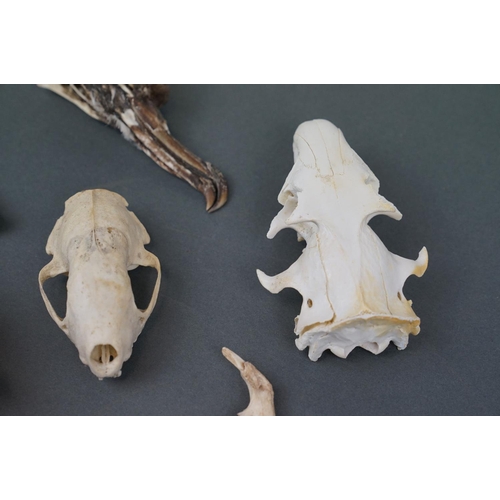 354 - A collection of North American history finds including a Black Petrol bird skull, Snowy owl pellet c... 