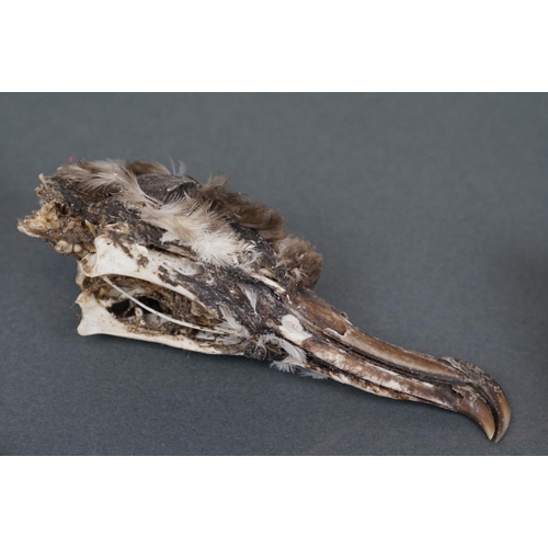 354 - A collection of North American history finds including a Black Petrol bird skull, Snowy owl pellet c... 