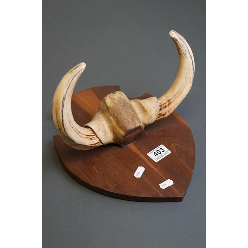 403 - A pair of African Warthog tusks mounted on a wooden shield