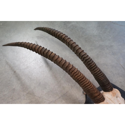 404 - An early 20th century Sable Antelope set of horns mounted on an ebonised wooden shield.