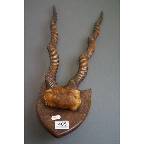 405 - A pair of early 20th century Antelope antlers  mounted on a small wooden shield.