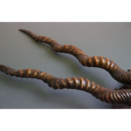 405 - A pair of early 20th century Antelope antlers  mounted on a small wooden shield.