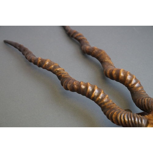 405 - A pair of early 20th century Antelope antlers  mounted on a small wooden shield.