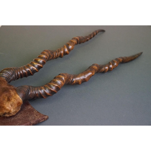 405 - A pair of early 20th century Antelope antlers  mounted on a small wooden shield.