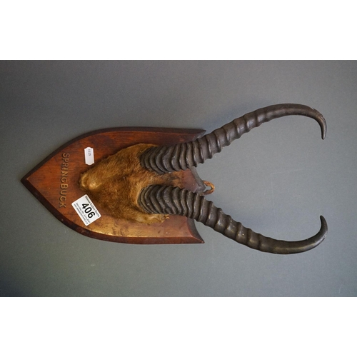 406 - A pair of antique Springbok Antelope antlers mounted on a wooden shield