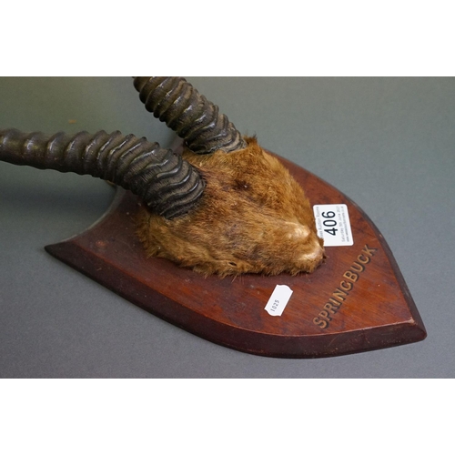 406 - A pair of antique Springbok Antelope antlers mounted on a wooden shield