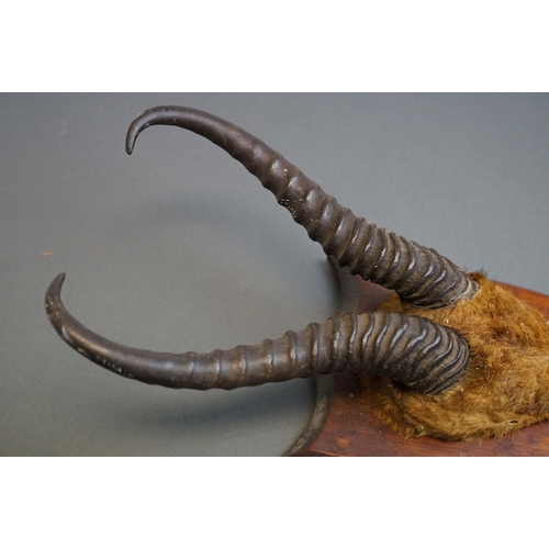 406 - A pair of antique Springbok Antelope antlers mounted on a wooden shield