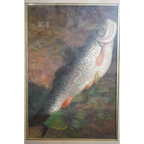 653 - Framed oil painting, study of a chub fish in a natural setting