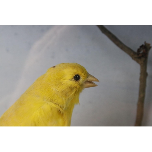 91 - A group of three taxidermy birds within glass cabinet, makers label to verso.