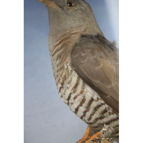 91 - A group of three taxidermy birds within glass cabinet, makers label to verso.