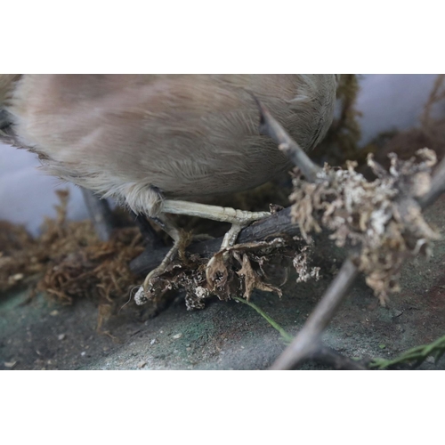 91 - A group of three taxidermy birds within glass cabinet, makers label to verso.