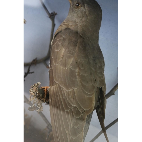 91 - A group of three taxidermy birds within glass cabinet, makers label to verso.