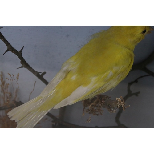 91 - A group of three taxidermy birds within glass cabinet, makers label to verso.