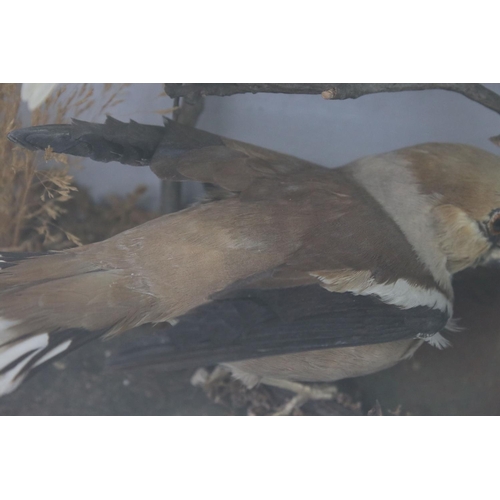 91 - A group of three taxidermy birds within glass cabinet, makers label to verso.