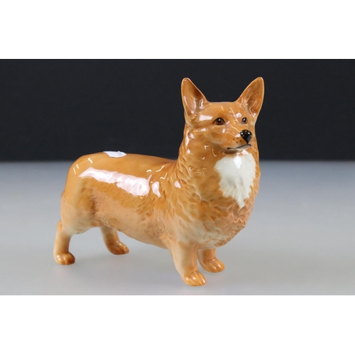 53 - Beswick Large Corgi, model 1299B