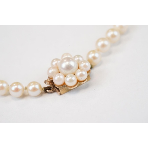 102 - Pearl single strand 9ct yellow gold necklace, pearl cluster tongue and box clasp, length approx 52cm... 