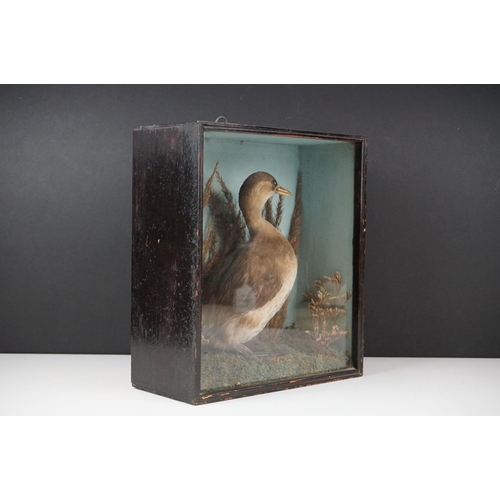 131 - Taxidermy - An antique ebonised and glazed taxidermy case displaying a Grebe in a naturalistic setti... 