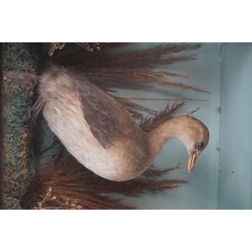 131 - Taxidermy - An antique ebonised and glazed taxidermy case displaying a Grebe in a naturalistic setti... 