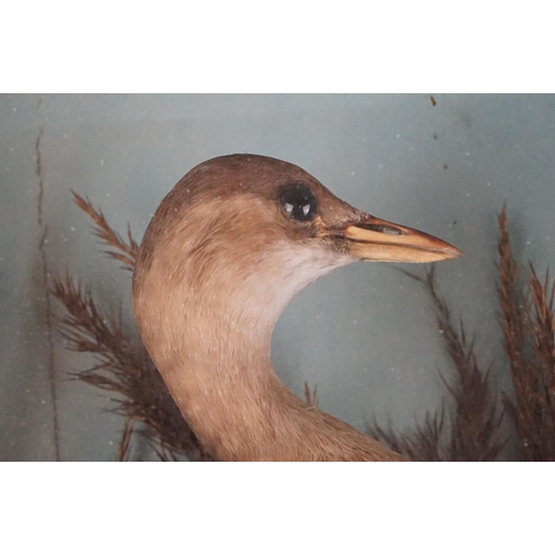 131 - Taxidermy - An antique ebonised and glazed taxidermy case displaying a Grebe in a naturalistic setti... 