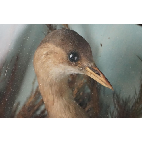 131 - Taxidermy - An antique ebonised and glazed taxidermy case displaying a Grebe in a naturalistic setti... 