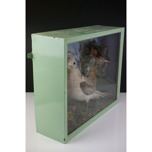 139 - Taxidermy - An in-flight Kingfisher and a standing Kittiwake displayed in a cased naturalistic setti... 