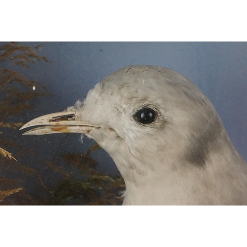 139 - Taxidermy - An in-flight Kingfisher and a standing Kittiwake displayed in a cased naturalistic setti... 