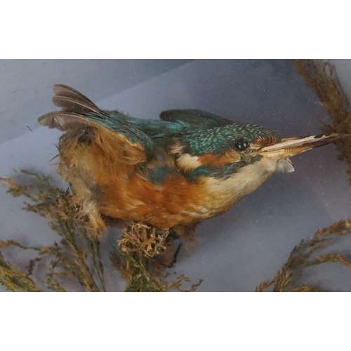 139 - Taxidermy - An in-flight Kingfisher and a standing Kittiwake displayed in a cased naturalistic setti... 