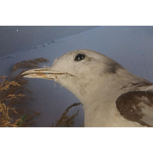 139 - Taxidermy - An in-flight Kingfisher and a standing Kittiwake displayed in a cased naturalistic setti... 