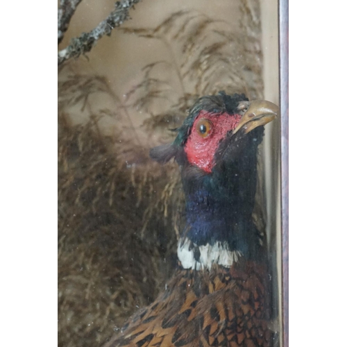 163 - Taxidermy - Nine Birds and a Stoat including a Jay and Pheasant, all displayed in a cased naturalist... 