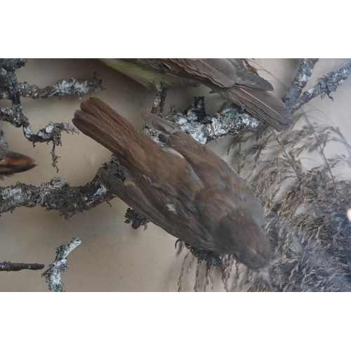 163 - Taxidermy - Nine Birds and a Stoat including a Jay and Pheasant, all displayed in a cased naturalist... 