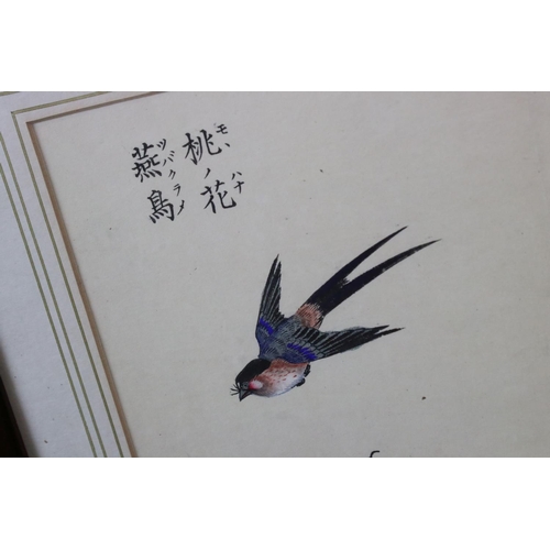 552 - Gokusaishiki Kacho Zushiki, fine hard coloured signed Woodblock of a Japanese Swallow Bird and Bloss... 